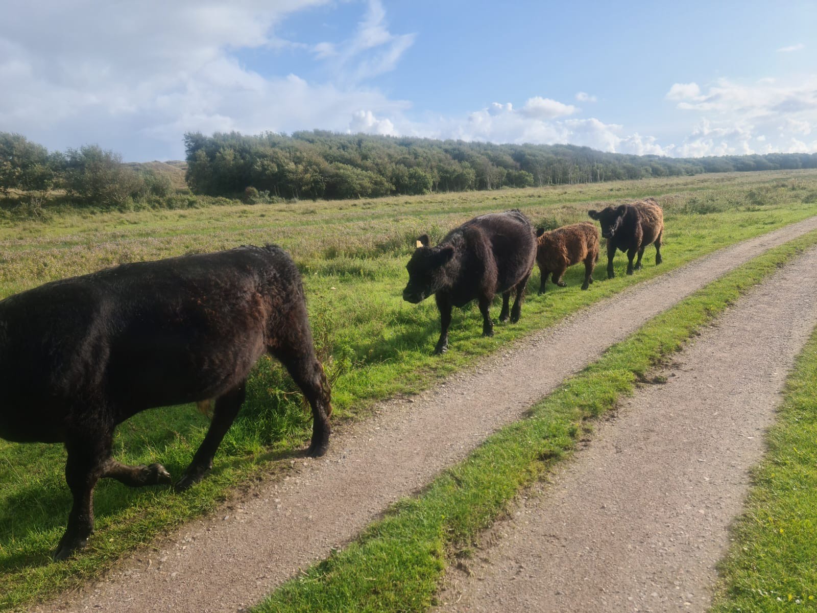 Foto van zwarte stieren die achter elkaar staan.