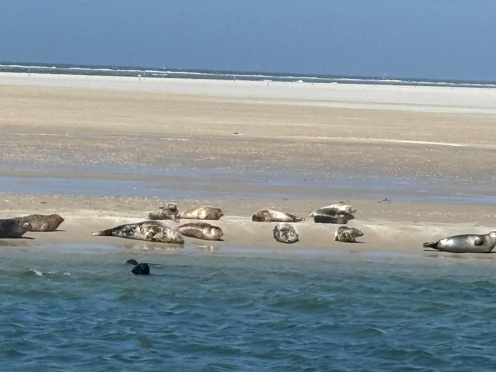 Foto van zeehondjes.