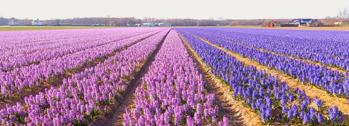 Foto van uitgestrekte gekeurde bloemenvelden.
