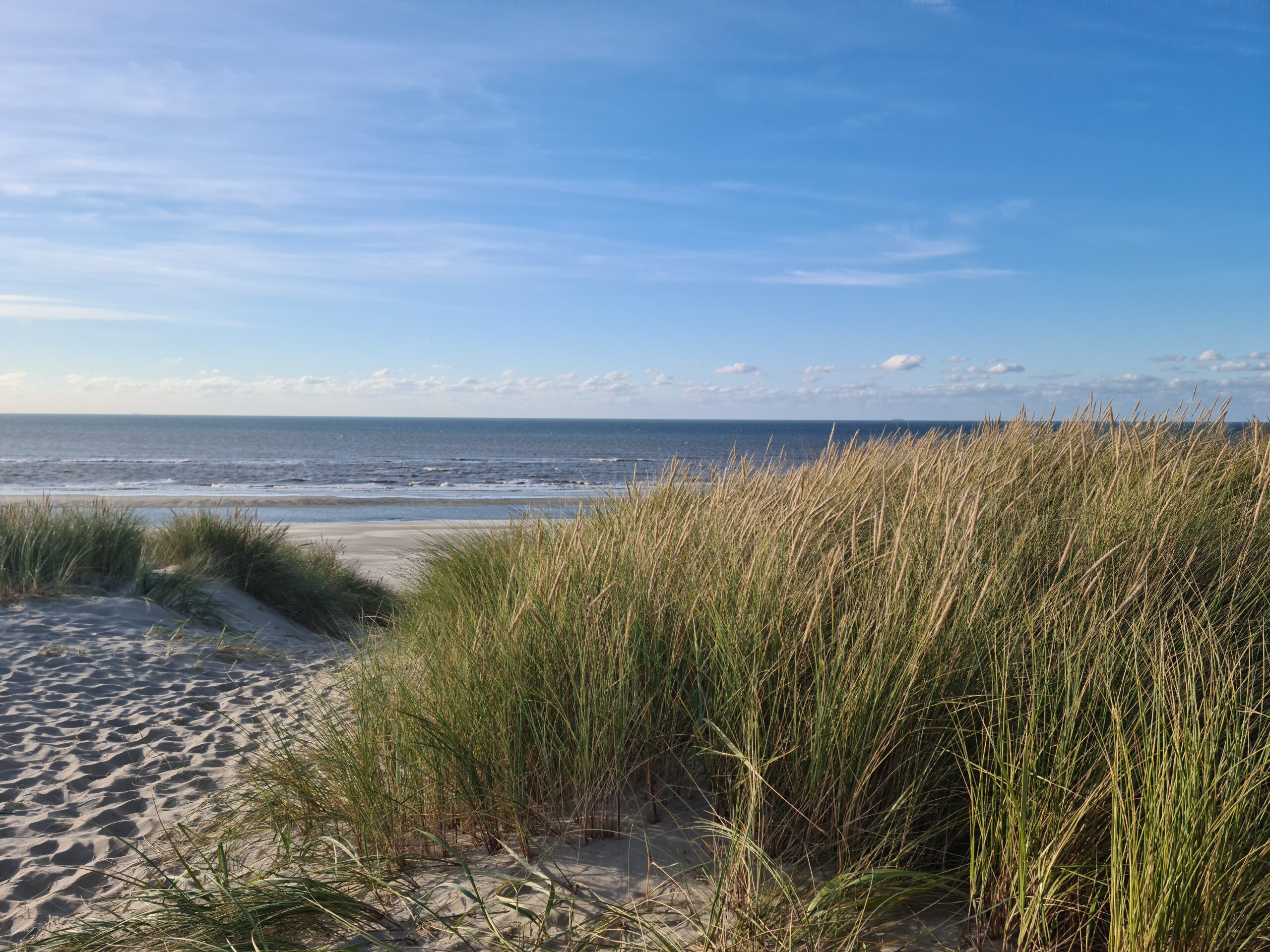 Foto van duingras met zee op de achtergrond.