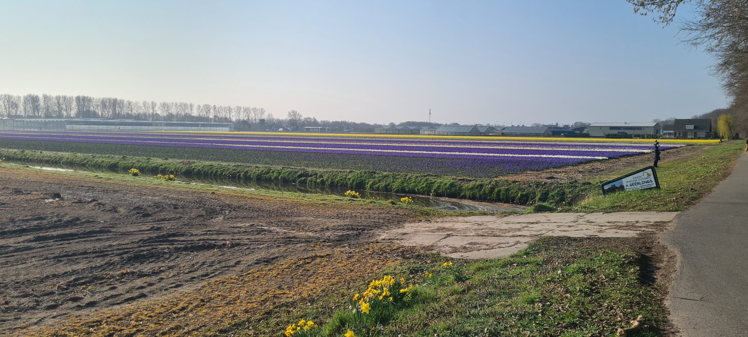opkomend bloemenveld naast het Oosterduinse meer.