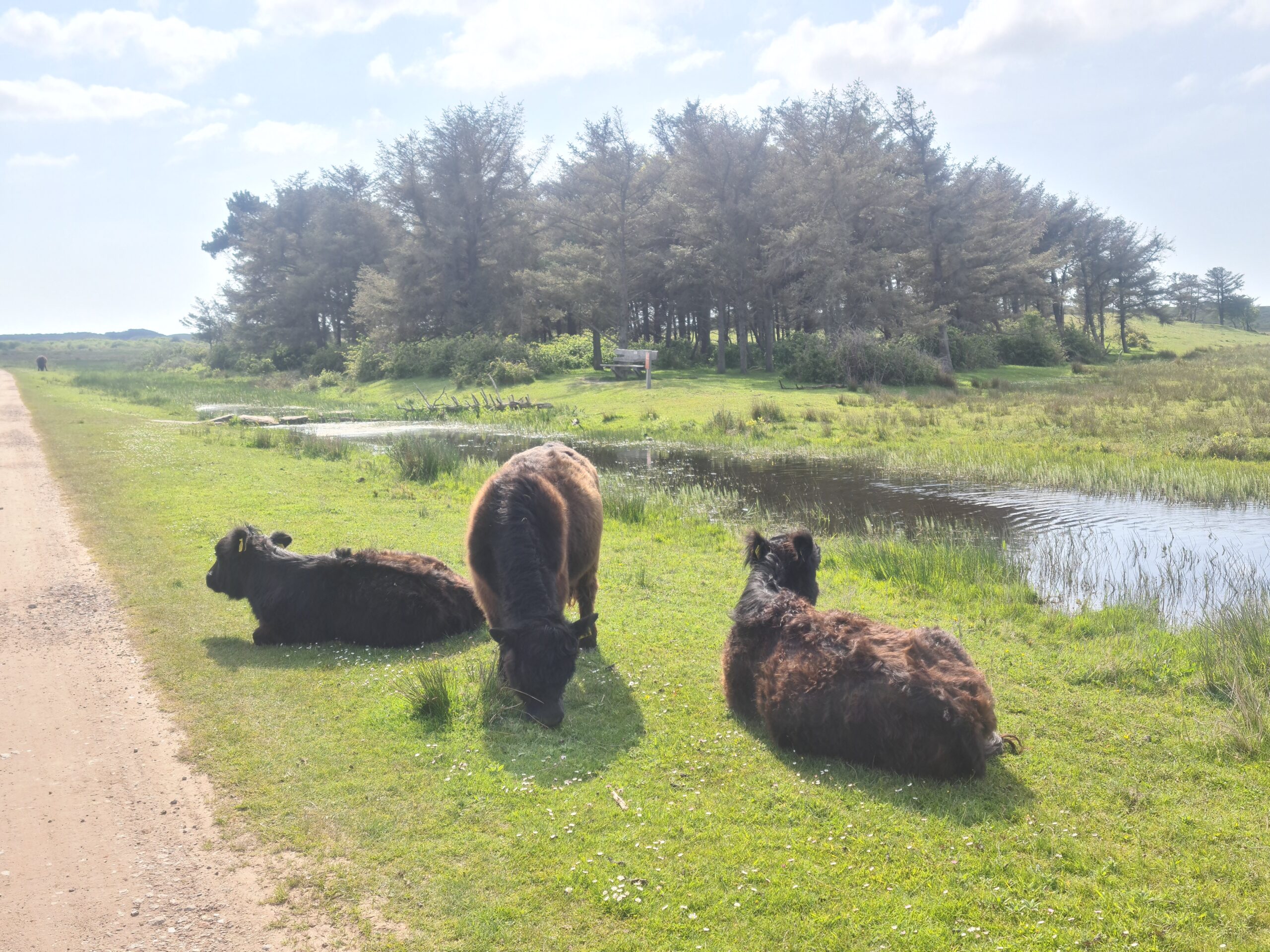 Foto van zwarte stieren die naast het wandelpad in het gras liggen.