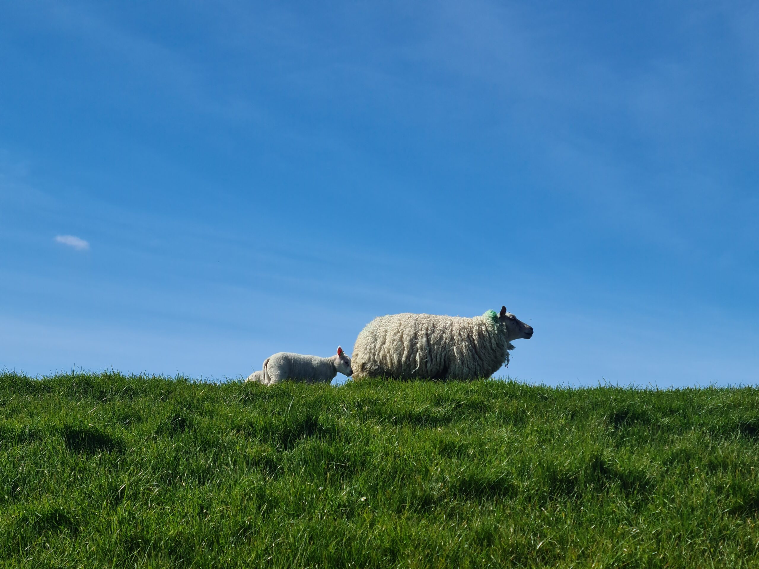 Foto van schapen in de wei langs de weg.